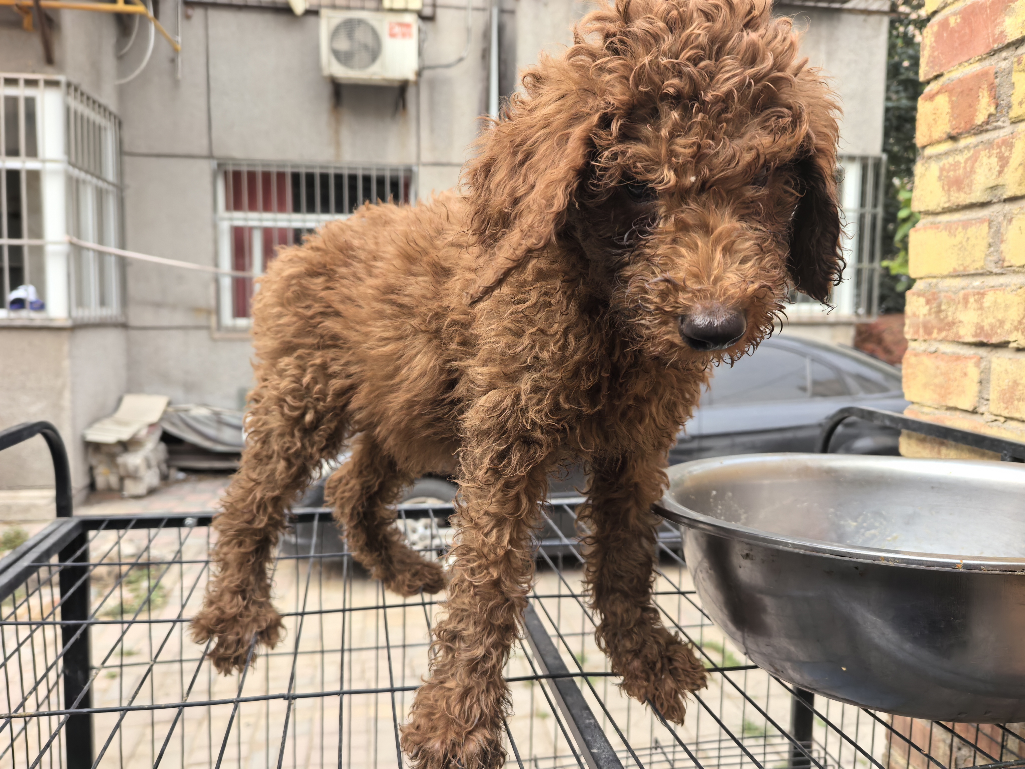 极品红色巨贵犬